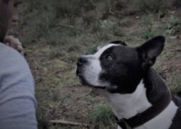 Opleiding Gedragscoach en Hondentrainer